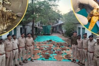 રાજપીપળામાં વન્યજીવ તસ્કરીનો પર્દાફાશ: દિવંગત મહંતના રૂમમાંથી 37 વાઘના ચામડા અને 133 નખ જપ્ત