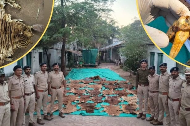 રાજપીપળામાં વન્યજીવ તસ્કરીનો પર્દાફાશ: દિવંગત મહંતના રૂમમાંથી 37 વાઘના ચામડા અને 133 નખ જપ્ત