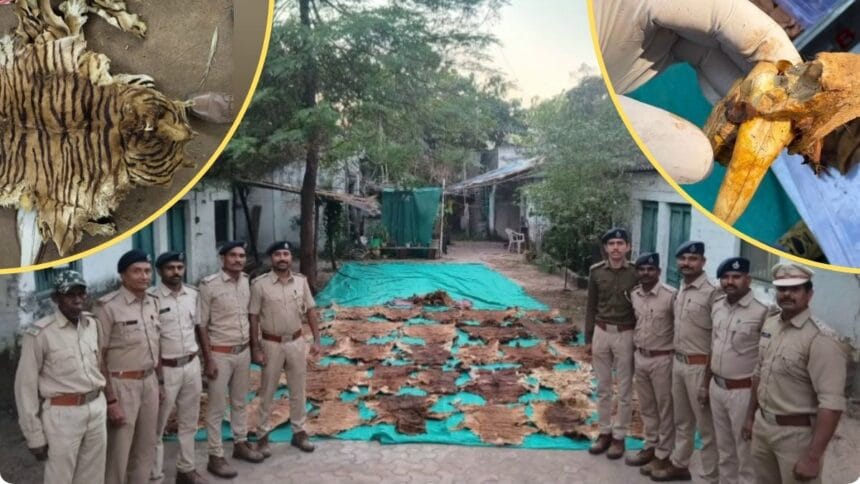 રાજપીપળામાં વન્યજીવ તસ્કરીનો પર્દાફાશ: દિવંગત મહંતના રૂમમાંથી 37 વાઘના ચામડા અને 133 નખ જપ્ત